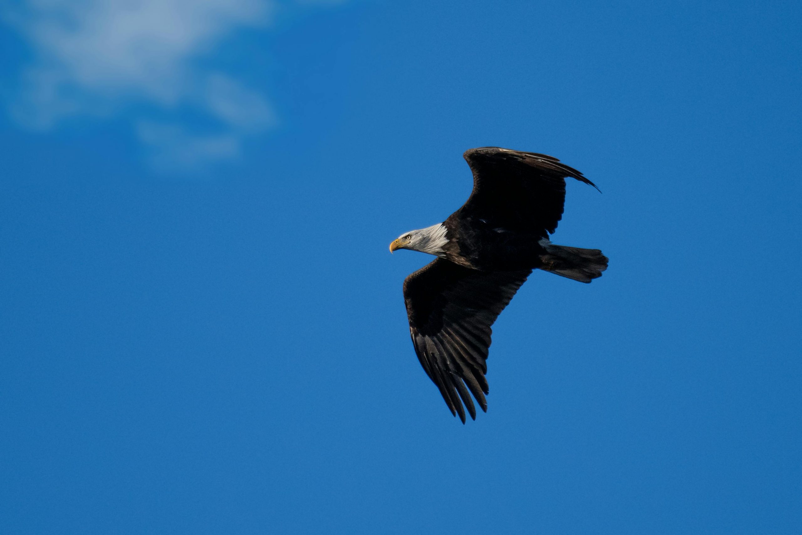 pexels-photo-19483162-19483162 Close-up of a Bald Eagle Flying against a Blue Sky
