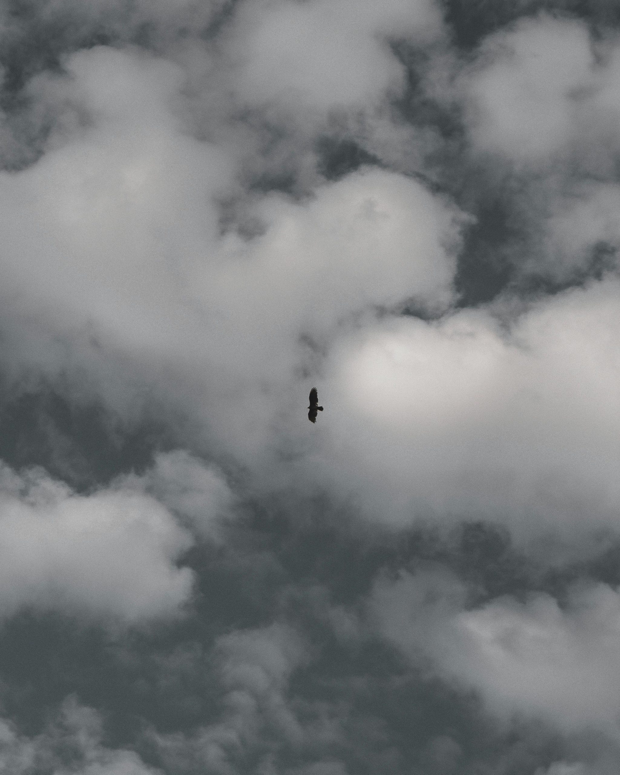 pexels-photo-2184212-2184212 Black Bird Flying Under White Clouds